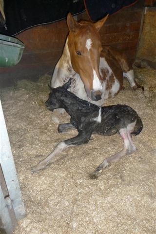 baby2011